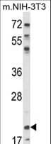 NIP7 Antibody (aa150-177)
