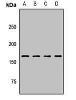 CPS1 Antibody