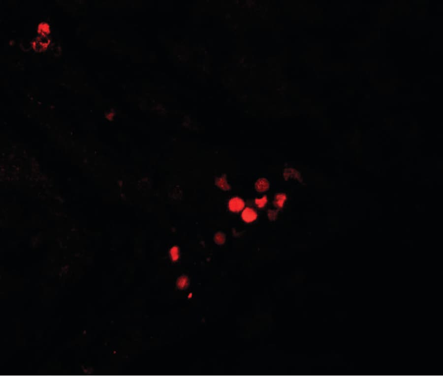 IHC-plus™ GBP5 Antibody
