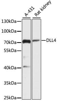 DLL4 Antibody