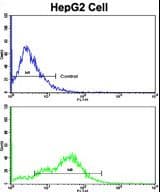 CD38 Antibody (aa241-270)