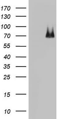 ARAF / ARAF1 / A-RAF Antibody (aa145-365, clone OTI2F8, Carrier-free)