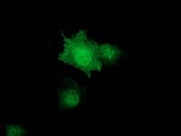 ZFAND2B Antibody (clone OTI3E3)
