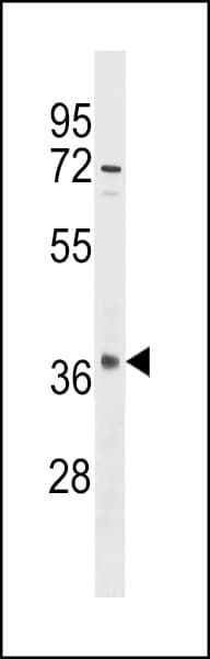 OR10S1 Antibody (aa226-254)