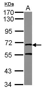 MRE11A / MRE11 Antibody