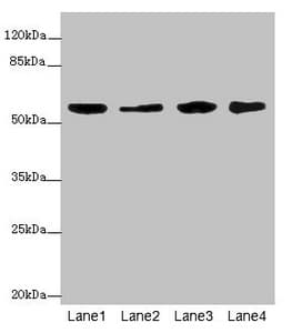 KYNU Antibody