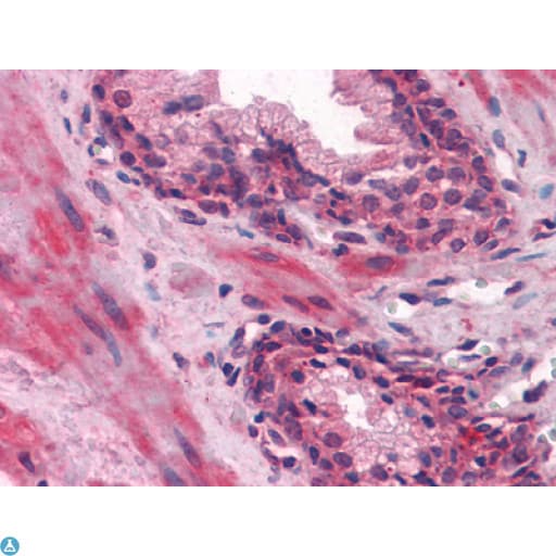 Monoclonal Mouse anti-Human LCN1 / Lipocalin-1 Antibody (IHC, IF, WB)