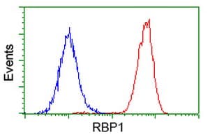 RBP1 / CRBP Antibody (clone OTI2H3)