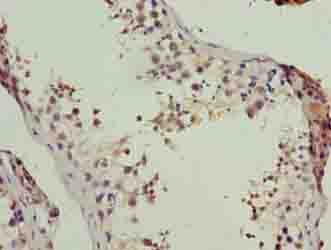 LSM7 Antibody