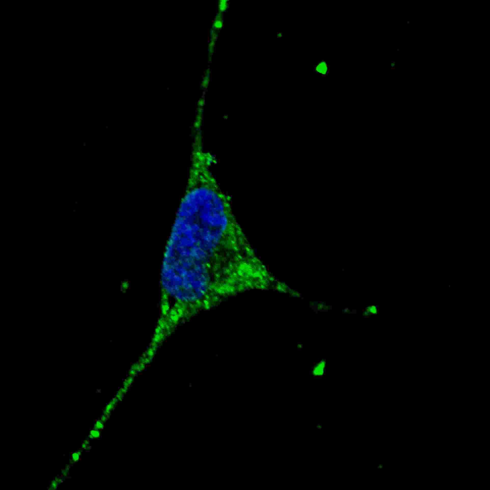 Monoclonal Mouse anti-Human PODXL / Podocalyxin Antibody (aa410-439, IF, WB)