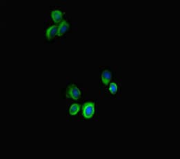 STAT3 Antibody