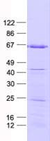 Human ZNF354A Protein (Recombinant His, N-Terminal)