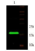 Adiponectin Antibody (Preservative Free, Biotin)