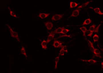 TNFSF15 / TL1A / VEGI Antibody