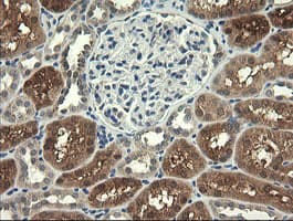 UBE2G2 Antibody (clone OTI4D4, Carrier-free)