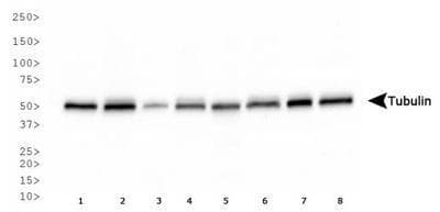 IHC-plus™ Tubulin Antibody (clone YL1/2)