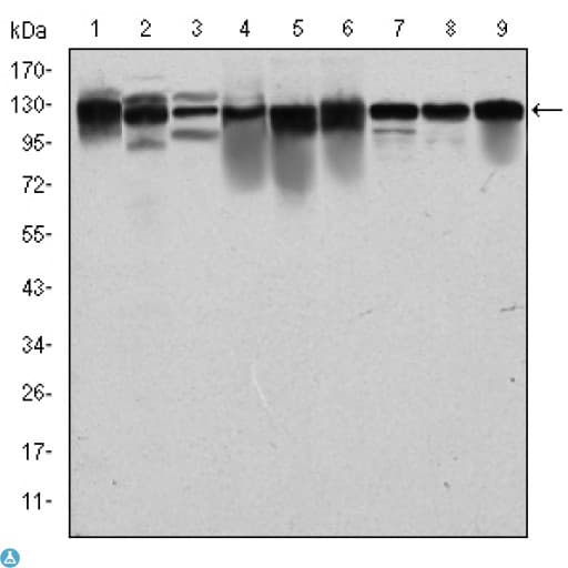 Monoclonal Mouse anti-Human MCM2 Antibody (IHC, WB)
