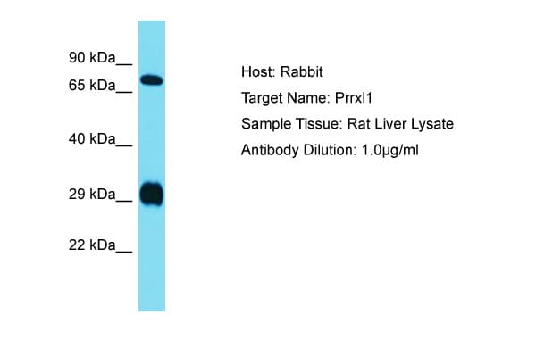 Polyclonal Rabbit anti-Rat DRGX Antibody (N-Terminus, WB)