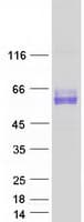 Human SYT1 / Synaptotagmin Protein (Recombinant Myc-DDK (Flag))