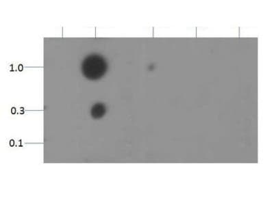 HIST3H3 Antibody (Me2-Lys18)