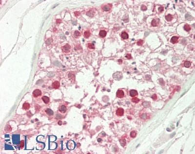 IHC-plus™ CRY2 Antibody