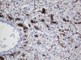 UBE2J1 Antibody (clone OTI3D5, Carrier-free)