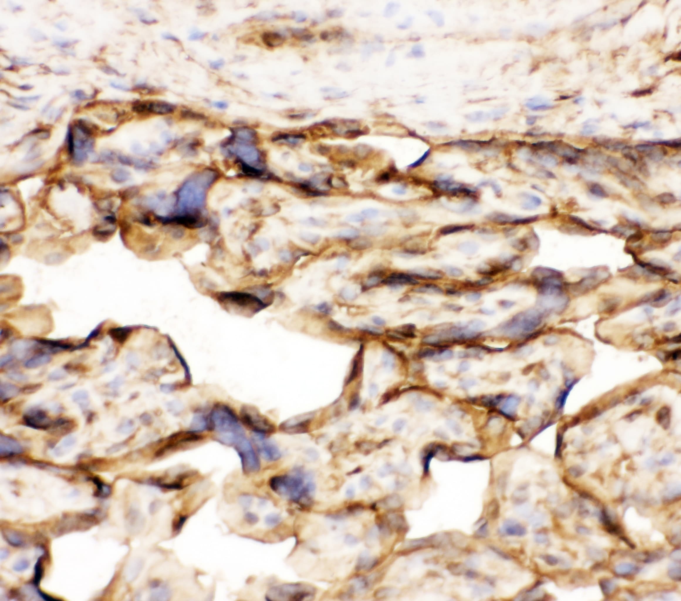 ANXA5 / Annexin V Antibody (aa2-320)
