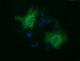 HDAC6 Antibody (clone OTI1D10)