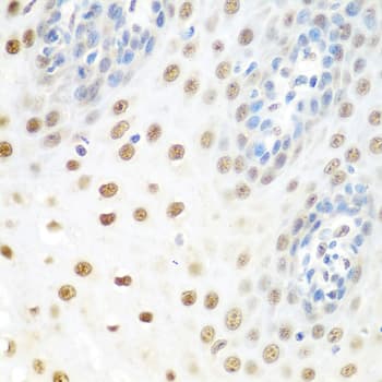 DDX39B / UAP56 Antibody