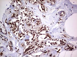 USP44 Antibody (aa420-712, clone OTI1F9)