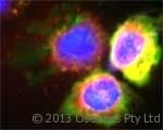 IHC-plus™ MPO / Myeloperoxidase Antibody