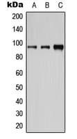 CD19 Antibody (phospho-Tyr531)