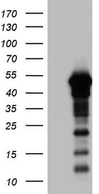 ZNF500 Antibody (aa102-325, clone OTI1H2)