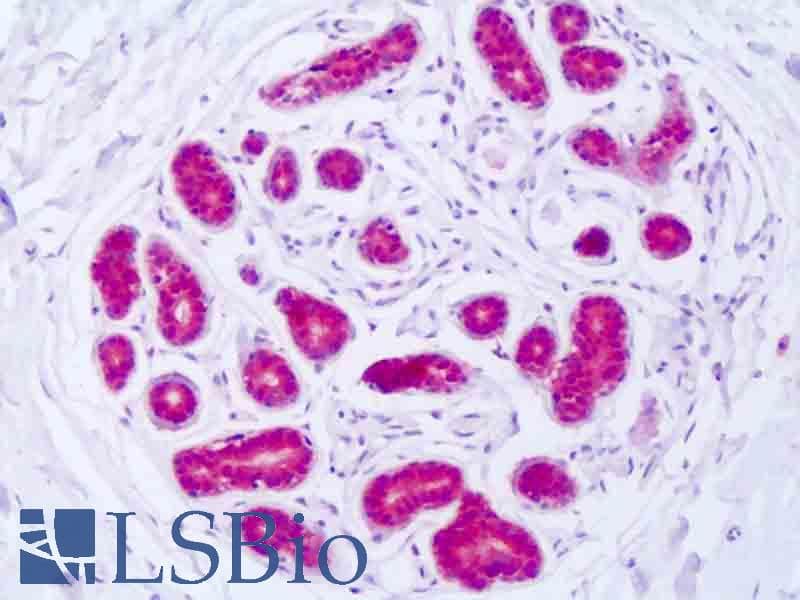 IHC-plus™ GSS / Glutathione Synthetase Antibody (Internal, clone EPR6563)