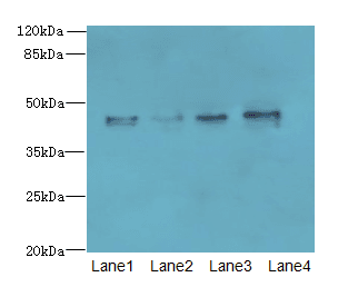 Polyclonal Rabbit anti-Human KCTD9 Antibody (WB)