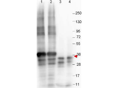 Monoclonal Mouse anti-Human GDF15 Antibody (clone 23G10.E4.F8, WB)