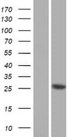 Human PRSS37 Protein (Over-Expression Lysate Myc-DDK (Flag))