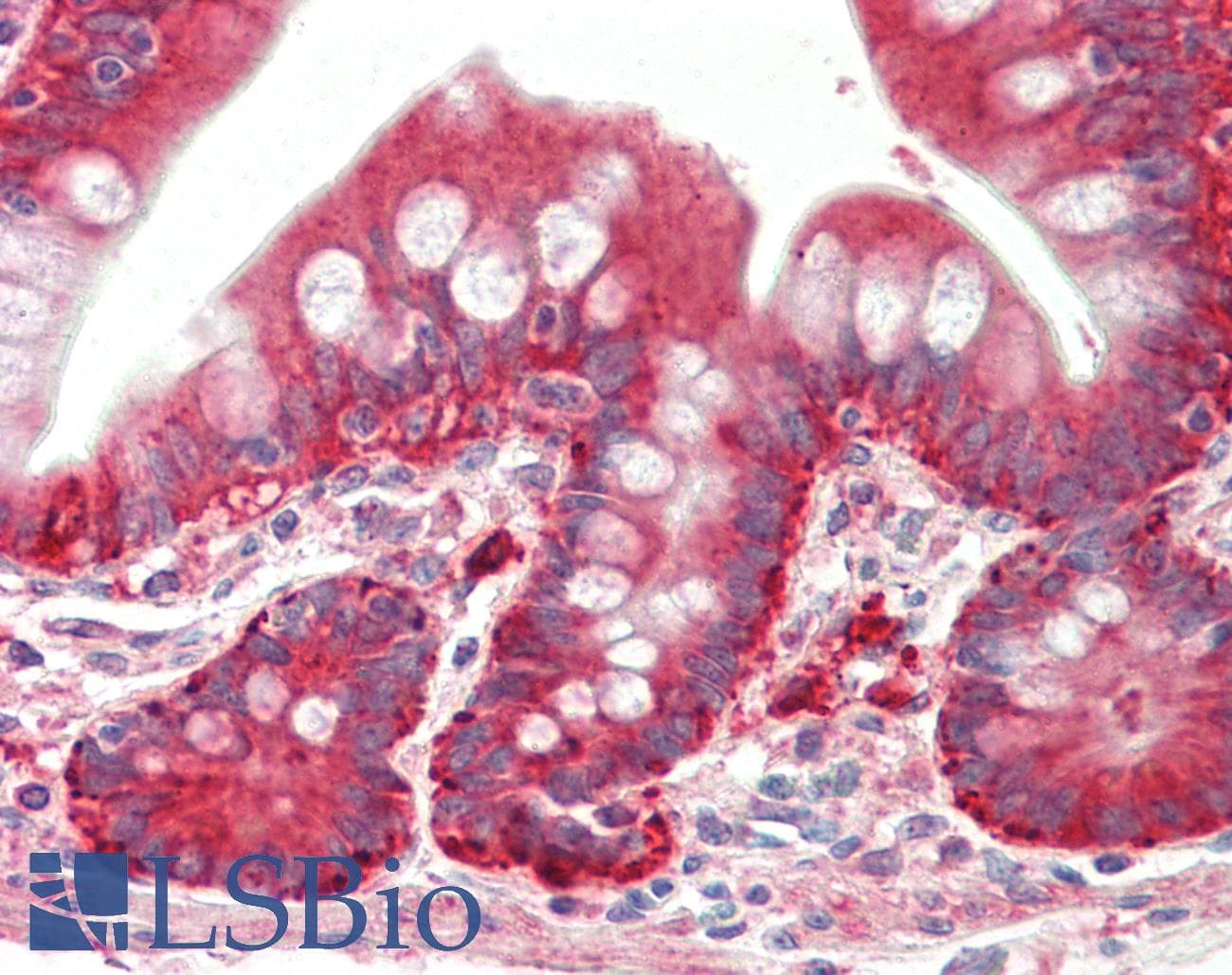IHC-plus™ FLJ22028 Antibody (aa24-37)