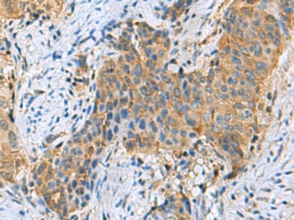 PSMA6 Antibody