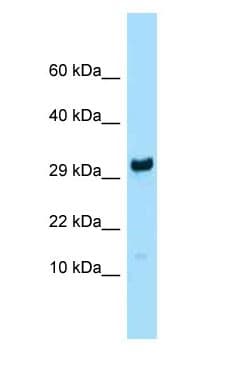 Polyclonal Rabbit anti-Mouse RPL27 / Ribosomal Protein L27 Antibody (aa30-79, WB)