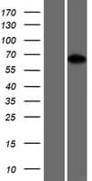 PROX2 Protein (Over-Expression Lysate Myc-DDK (Flag))