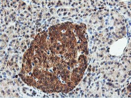 DUSP23 Antibody (clone OTI3C10)