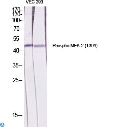 MAP2K2 / MKK2 / MEK2 Antibody