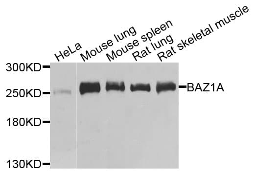 Polyclonal Rabbit anti-Human BAZ1A / ACF1 Antibody (WB)