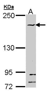 SMC1B Antibody (aa154-433)