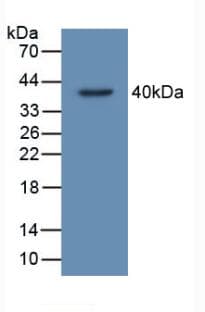 TP53TG5 Antibody (aa190-262, Biotin)