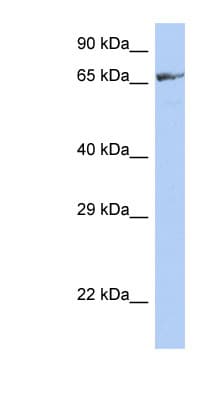 ZNF676 Antibody (aa251-300)