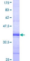 Human SH2D4A Protein (Recombinant GST, N-terminus)