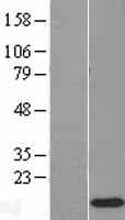 RPS12 / Ribosomal Protein S12 (Over-Expression Lysate Myc-DDK (Flag))