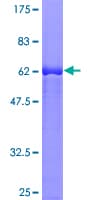 Human LCMT1 Protein (Recombinant GST)